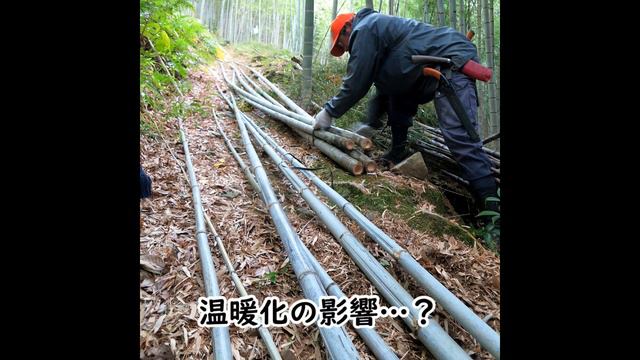 【竹虎】バンブーロス解消！国産竹炭を飾って虎竹の里を守る！竹チューバー竹虎四代目の世界 Bamboo Charcoal смотреть онлайн