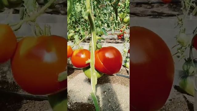Томат Сахарный бизон смотреть онлайн