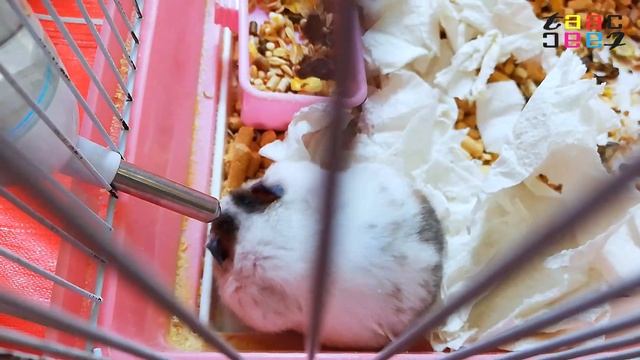 Не Реально Но Факт. Хомяк Запихивает За Щеки Кормушку Корма. смотреть онлайн