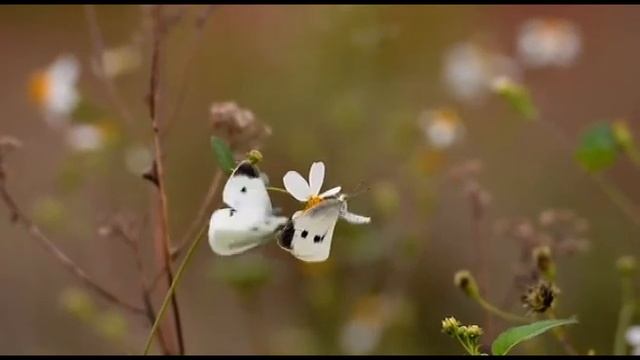 Ах как хочется просто жить смотреть онлайн