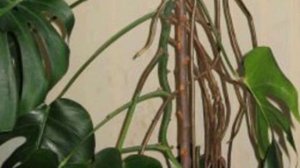Обрезка Монстеры. Что делать с воздушными корнями растения?