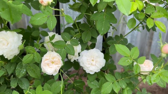 Розы. Топ-5 морозостойких плетистых роз моего сада. Подходят для северных регионов! смотреть онлайн