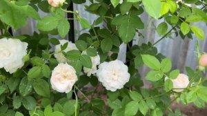 Розы. Топ-5 морозостойких плетистых роз моего сада. Подходят для северных регионов!