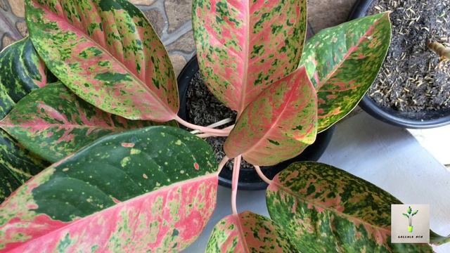 Aglaonema Collection смотреть онлайн