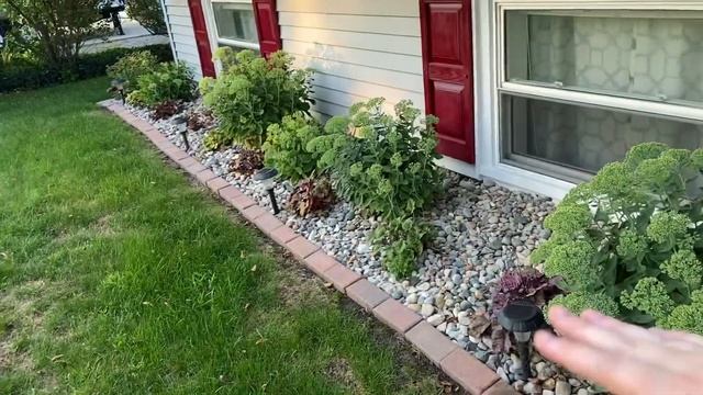 ?Proven Winners Little Lime Hydrangea? A Lanscape Friendly Shrub