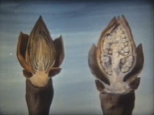 Биология. Строение и жизнедеятельность растений. Строение растительной почки