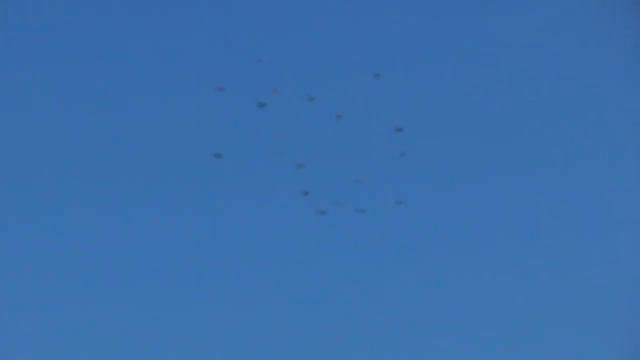 Полеты на Марганецком голубедроме 07 01 22 г смотреть онлайн