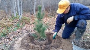 Кедр сибирский приживётся 100%. Добавляю к саженцу кедра микоризу, хвойный опад, эпин экстра.