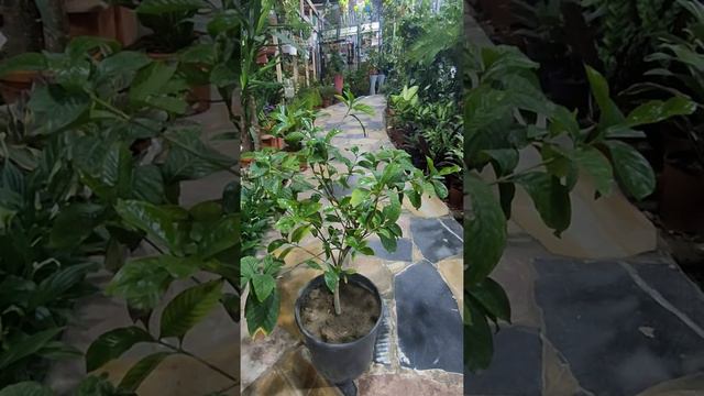 #نقص_عنصر_الحديد Iron deficiency in plants смотреть онлайн