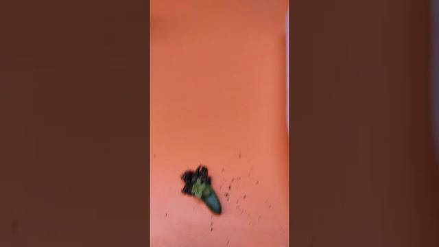 Multiplicação De Suculentas 🍃🍃