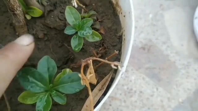 How to grow jerusalem cherry plant from seed with full update|Solanum pseudocapsicum| смотреть онлайн