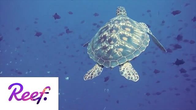 ReefChain Empowering DeFi смотреть онлайн