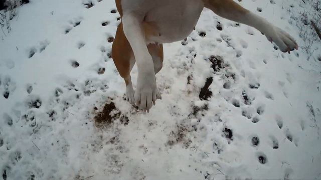 ДВОРНЯГА ПРОТИВ ПОРОДИСТОЙ СОБАКИ! КТО ПРЕДАННЕЙ? смотреть онлайн