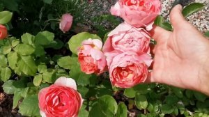 Розовые комнаты в саду. Обзор роз в июле