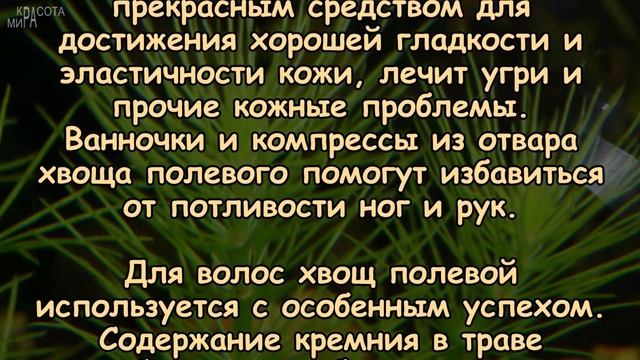 Могучая СИЛА полевого ХВОЩА для здоровья смотреть онлайн