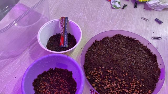 выращиваю микрозелень в домашних условиях🌿 смотреть онлайн