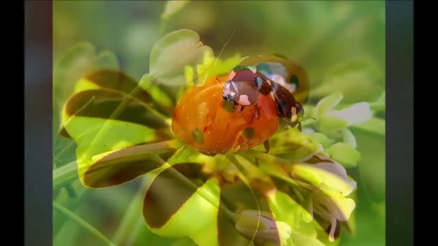 Кто ты, божья коровка? смотреть онлайн