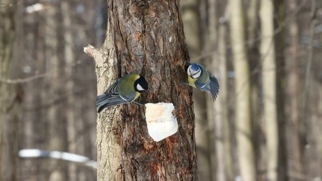 «Синичкин день». Репортаж. смотреть онлайн
