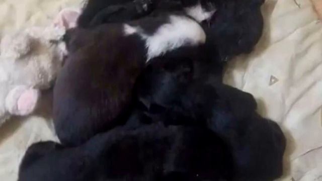 Прохожие заметили брошенное одеяло в кустах, то, что они нашли внутри, пронзает сердце! смотреть онлайн