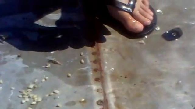 Приготовление суши из Уклейки смотреть онлайн