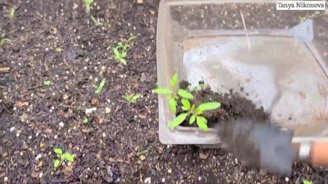 ДИКИЕ ТОМАТЫ "партизаны" здоровее самой здоровой рассады. смотреть онлайн