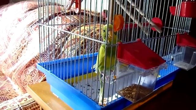 Попугай ест морковь смотреть онлайн