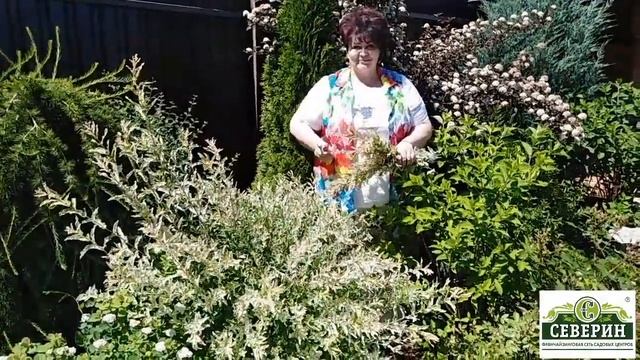 Ива Хакуро-Нишики, обрезка