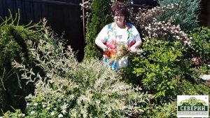 Ива Хакуро-Нишики, обрезка