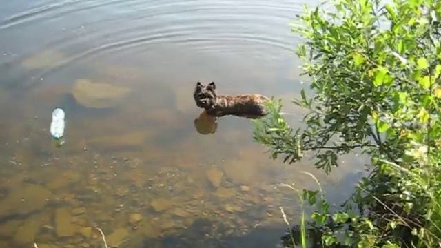 Керн-терьер и рыбалка смотреть онлайн