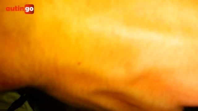 Cómo cambiar fusible Ford Fiesta смотреть онлайн