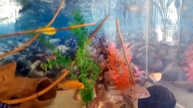 Рыбки цихлиды лабео,хромис красавиц ,нанакара неоновая смотреть онлайн
