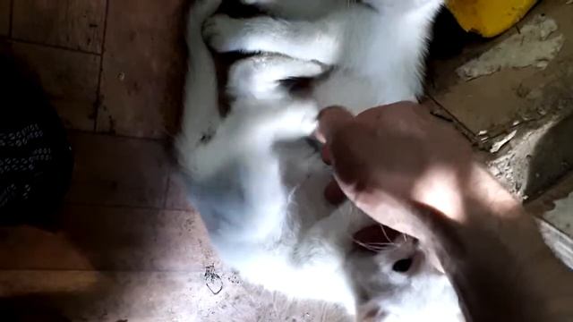 У котят режутся зубки:) смотреть онлайн