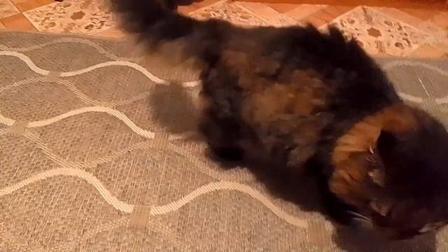 Кот Марс. Время танцев. Мурлыка. смотреть онлайн