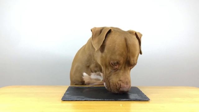 Pit Bull dogs eat chicken and apple asmr смотреть онлайн