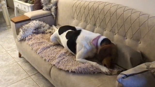 Нас просили прислать видео с приюта «Лохматая душа» Такой приветик из дома! смотреть онлайн