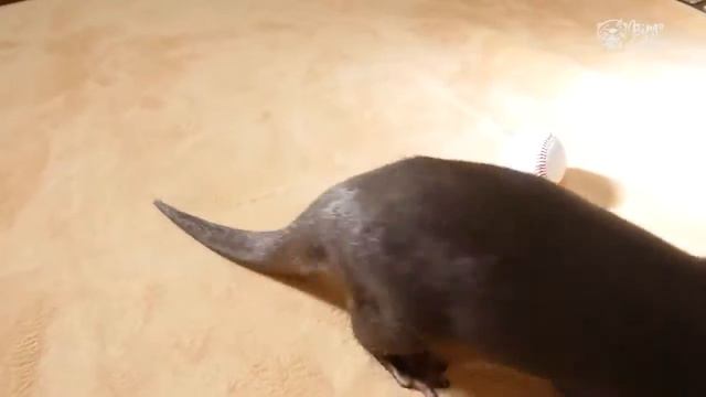 Выдра бейсболист) смотреть онлайн