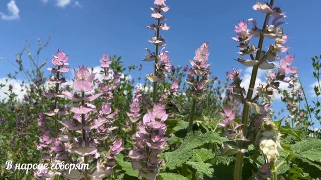 Важные приметы, говорящие, что скоро придут деньги. смотреть онлайн