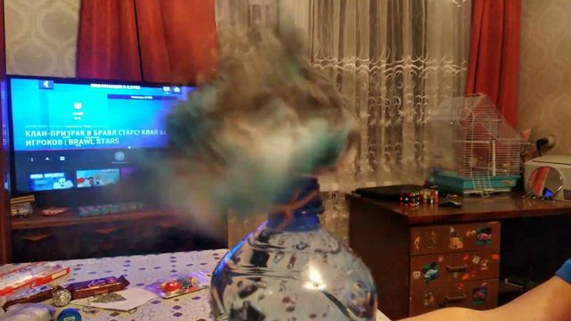 Попугай Тишка купается в газировке - Тирлим Бом Бом