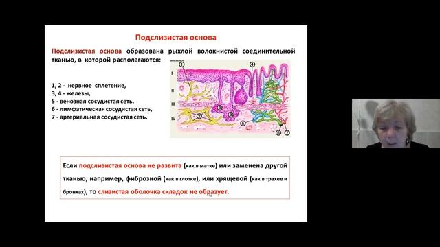 1 Учение о внутренних органах смотреть онлайн