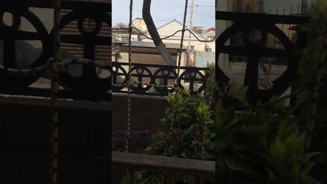 Моя юкка до обрезки и экскурсия по клумбе возле входа в дом смотреть онлайн