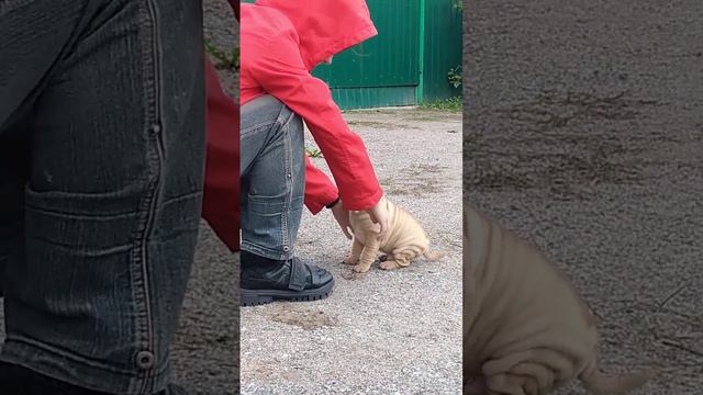 ПФ ЖАДОР. Свободен. Документы РКФ смотреть онлайн