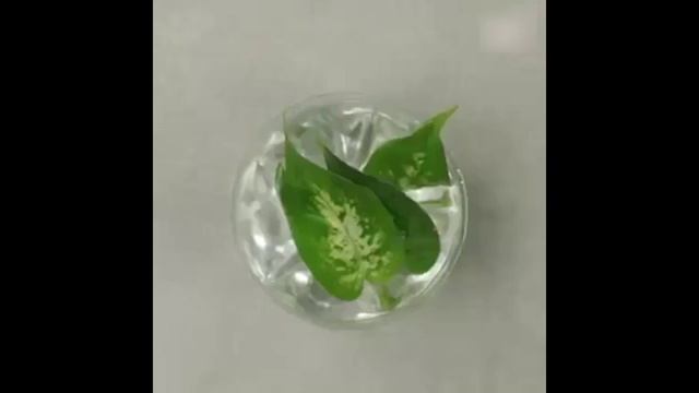 Размножение растений. смотреть онлайн