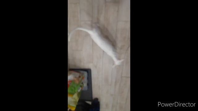 Обкат и оценка гераскутера. смотреть онлайн