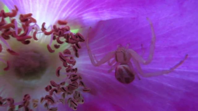 Crab Spider in a Beach Rose смотреть онлайн