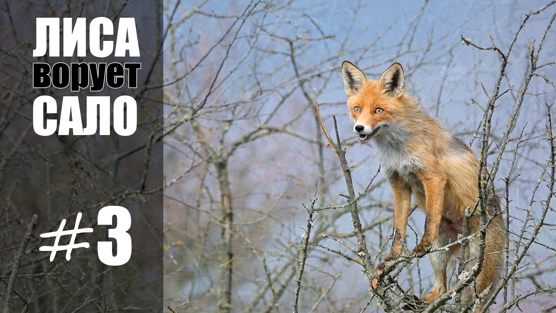 ? Лиса нашла новый способ как снять сало с дерева. Получилось очень смешно. смотреть онлайн