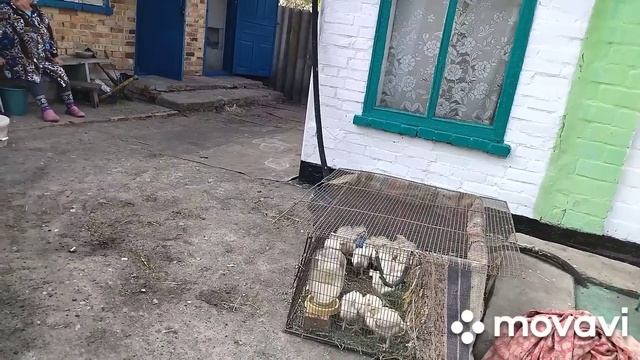 В селе у Свекруньки !!!??? смотреть онлайн