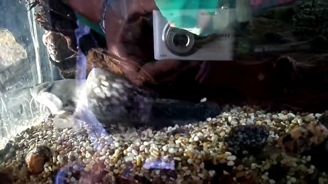 Речной сом жрет 2 смотреть онлайн