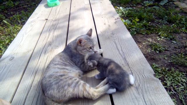 Брошенные котята смотреть онлайн