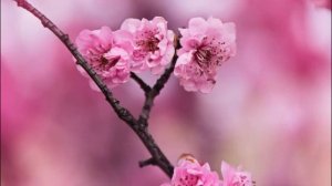 шерали жураев кетма бахор