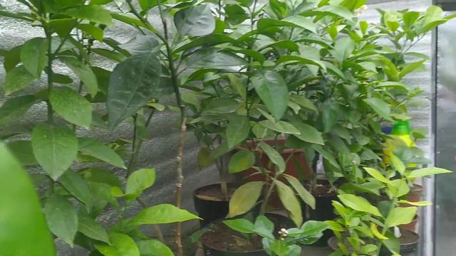 Обрізаю маленькі плоди лимонів🍋 смотреть онлайн